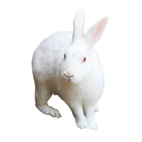 Hasen - Kaninchen 2000-2500g