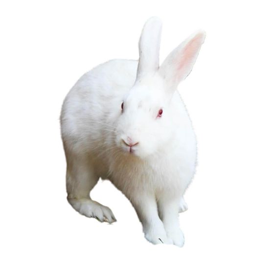 Hasen - Kaninchen 500-700g