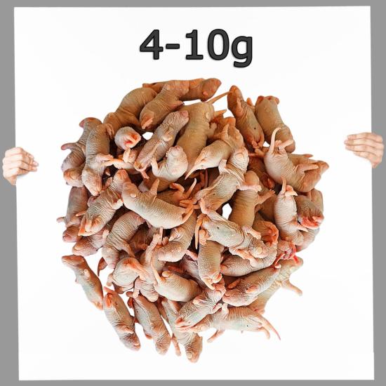 Frostfutter Babyratten 4-10g 10 Stück