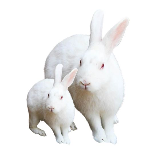 Hasen - Kaninchen MIX 2 kg ca. 100-300g