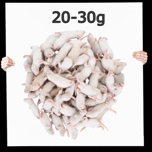 Frostfutter Ratte Kleine 20-30g 100 Stück