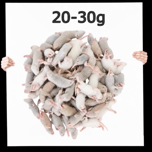 Frostfutter Ratte Kleine 20-30g 50 Stück