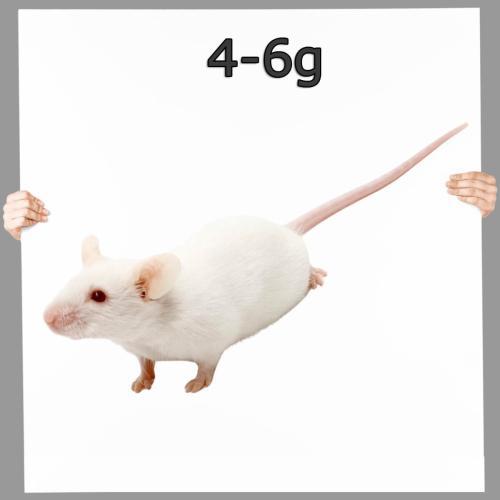 Maus Fuzzy - Frostfutter nahrhaftes Futter ▪ 7-10 Tage 10 St.