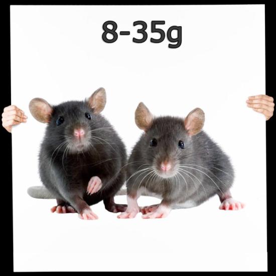 Maus Mix 8-35g nur schwarz/braun 1,0 kg