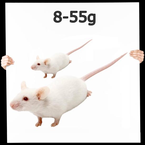 Maus Mix 8-35g nur weiß/weiß 1,0 kg