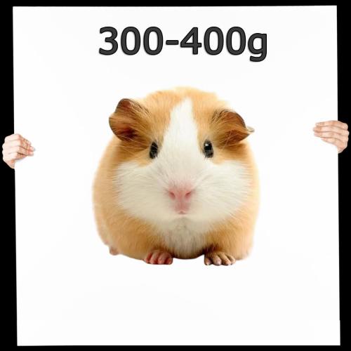 Meerschweinchen 1 St. 300-400g