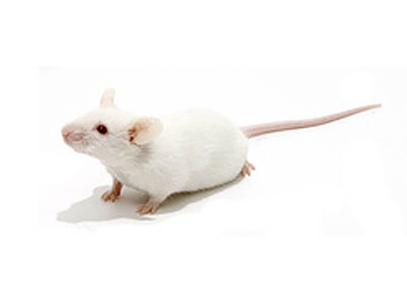 Frostfutter Maus groß 16-22g 500 Stück