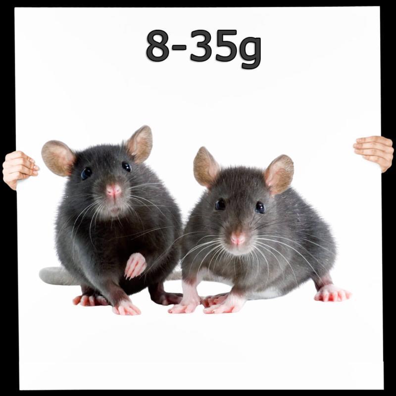 Maus Mix 8-35g nur schwarz/braun 1,0 kg