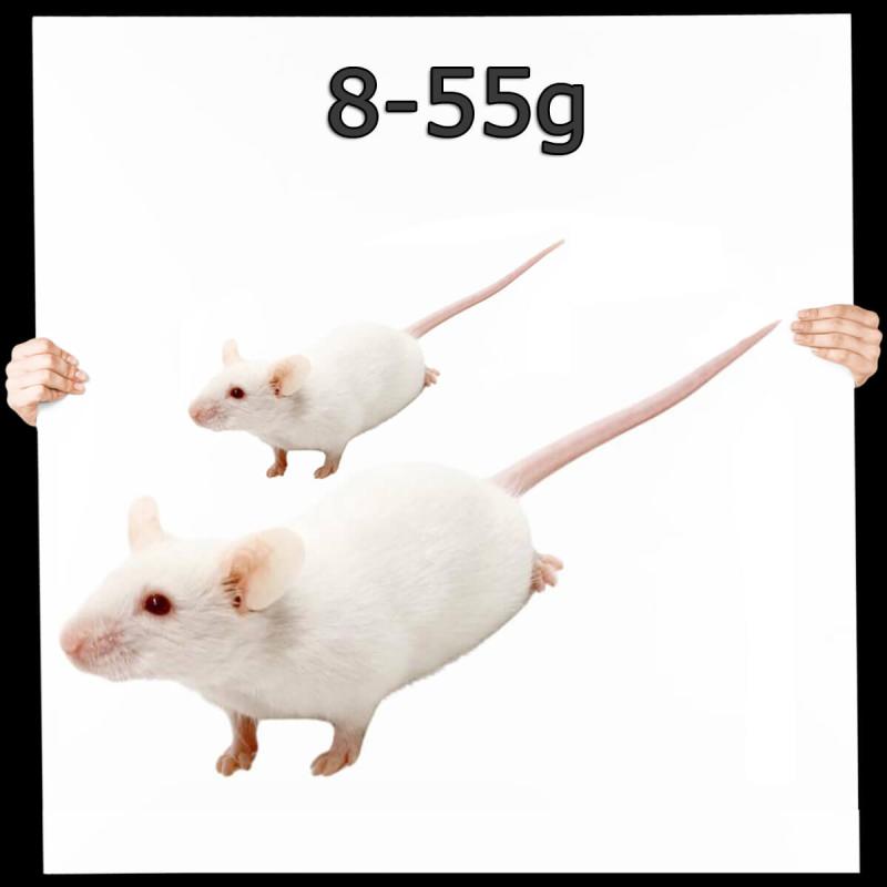 Maus Mix 8-35g nur weiß/weiß 1,0 kg