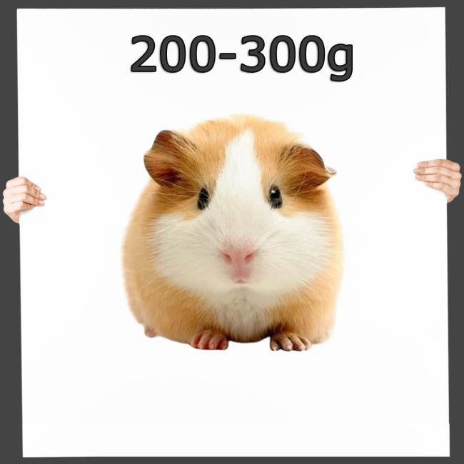 Meerschweinchen 1 St. 200-300g