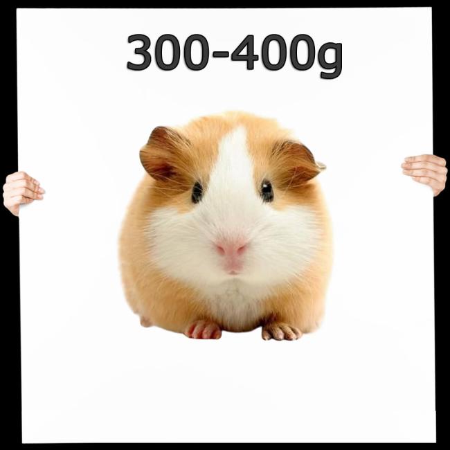 Meerschweinchen 1 St. 300-400g