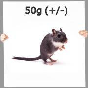 Gerbil ca. 50g (+/-) 10 Stück