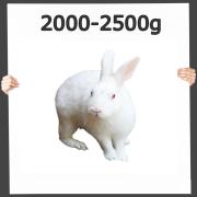 Frostfutter Hase/Kaninchen 2000-2500g