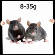 Maus Mix 8-35g nur schwarz/braun 1,0 kg