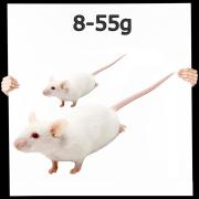 Maus Mix 8-35g nur weiß/weiß 1,0 kg