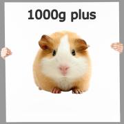 Meerschweinchen - Frostfutter nahrhaft ▪ 1000g plus