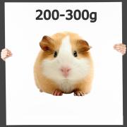 Meerschweinchen 1 St. 200-300g
