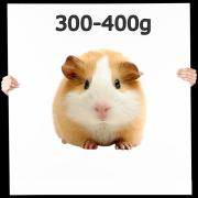 Meerschweinchen 1 St. 300-400g