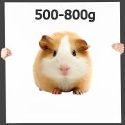 Meerschweinchen 1 Stück 500-800g
