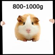 Meerschweinchen 1 Stück 800-1000g