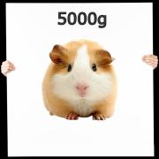 Meerschweinchen ab 500g+  MIX 5,0 kg