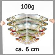 Stinte (Osmerus) lose ca. 6 cm 0,1 kg
