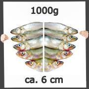 Stinte (Osmerus) lose ca. 6 cm 1,0 kg