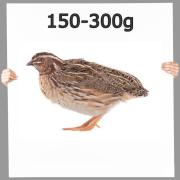 Wachtel 2 St. komplett ca. 100-200g mit Gefieder & Innerein