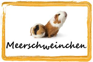 Frostfutter Meerschweinchen