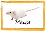 Mäuse - Frostfutter Spezialist für Reptilien, Frettchen