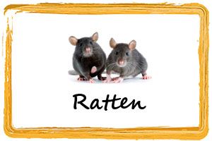 Frostfutter Ratten