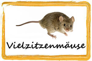 Frostfutter Vielzitzenmäuse